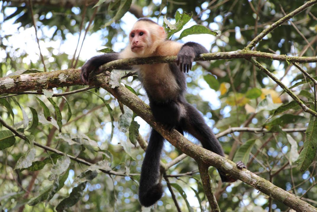 Whitefaced Capuchin Monkey compressed
