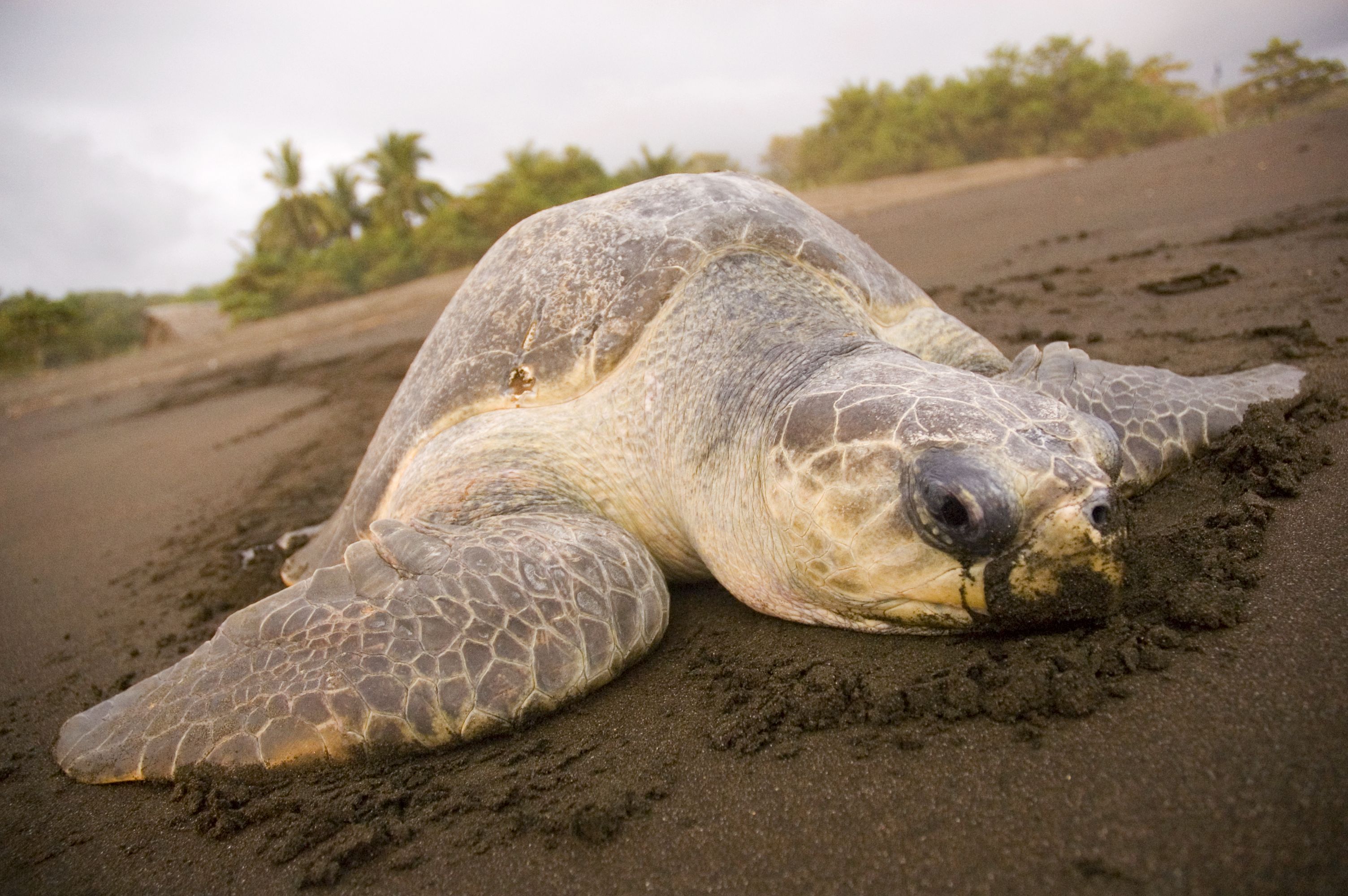 Vom Aussterben bedrohte Meeresschildkröte am Strand