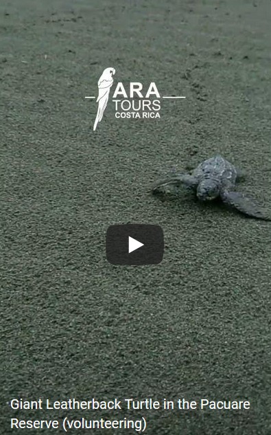 Turtle hatching and making its way to the ocean Pacuare Reserve, Costa Rica