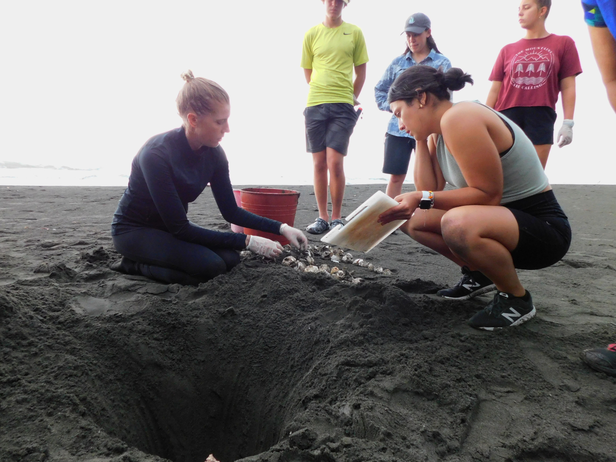 checking state of the eggs found on the beach Pacuare Reserve