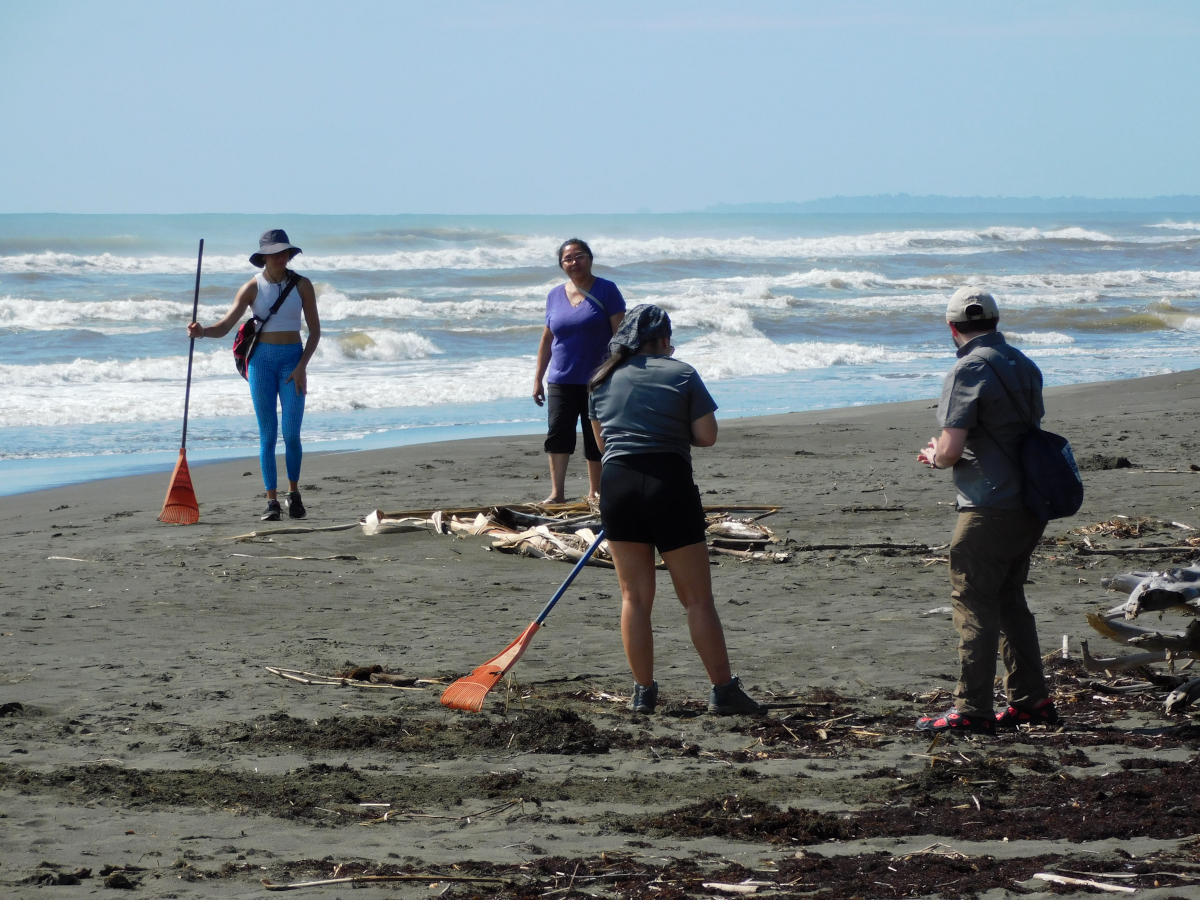 Cleaning up the beach for the hatching of baby sea turtles