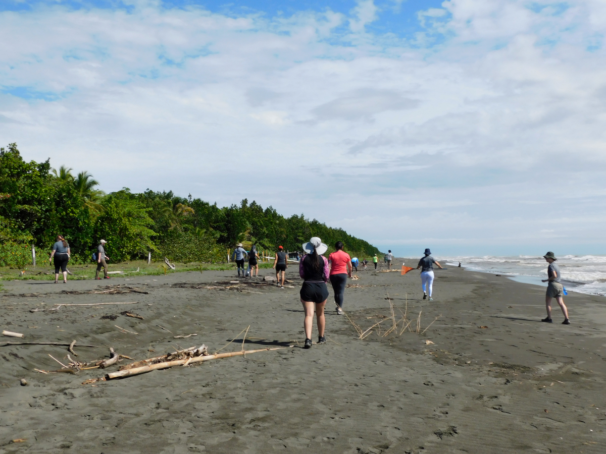 looking for turtle hatchings on the beach