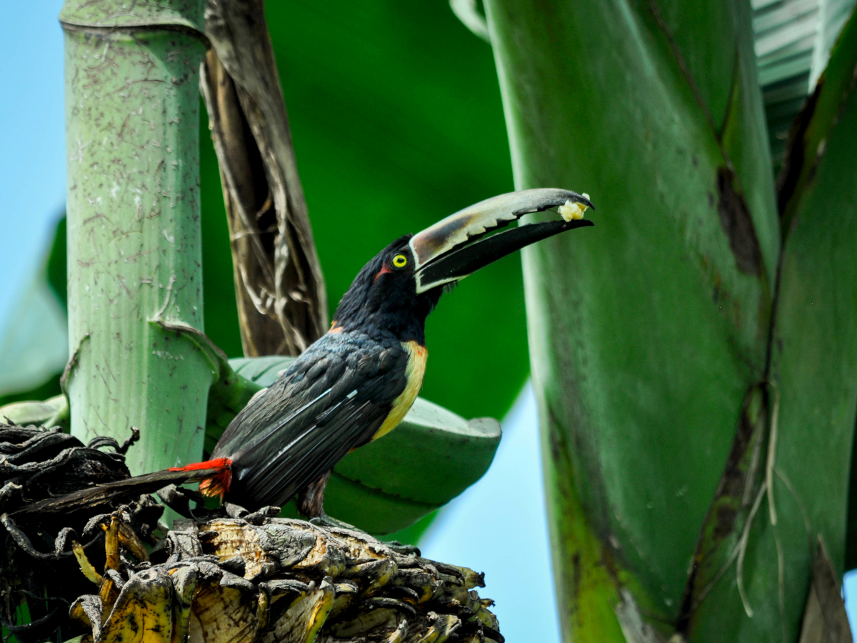 Wildlife at the Pacuare Reserve Costa Rica