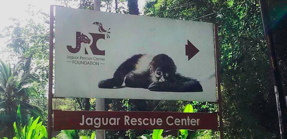Visiting The Jaguar Rescue Center ARA Tours Costa Rica visiting-the-jaguar-rescue-center-ara-tours-costa-rica
