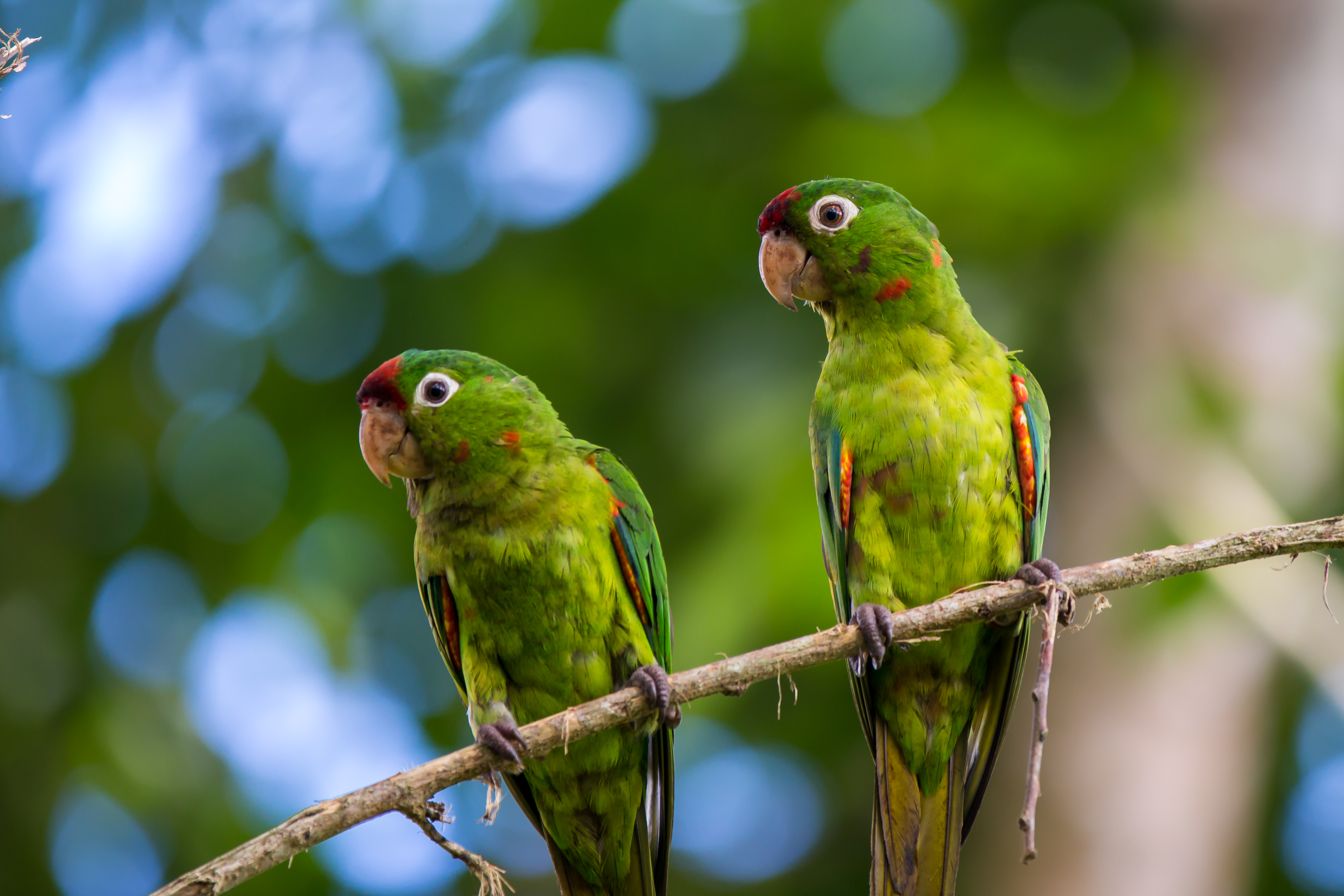 Crimson-fronted Parakeet