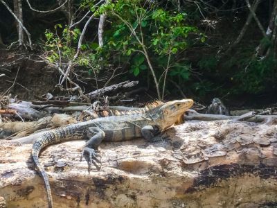 Iguana