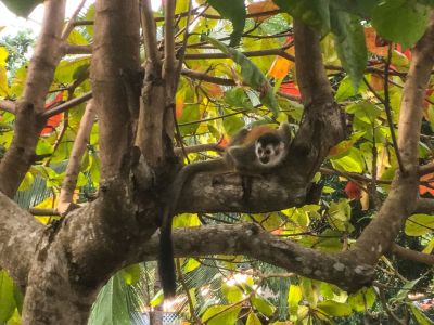 Titi Monkey