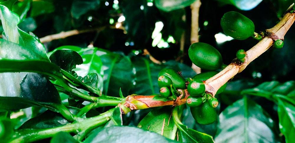 Los 5 mejores tours de café en Costa Rica