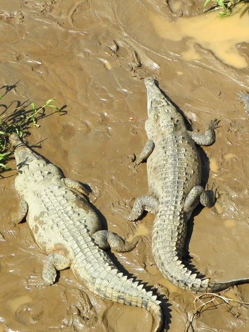 Carara National Park