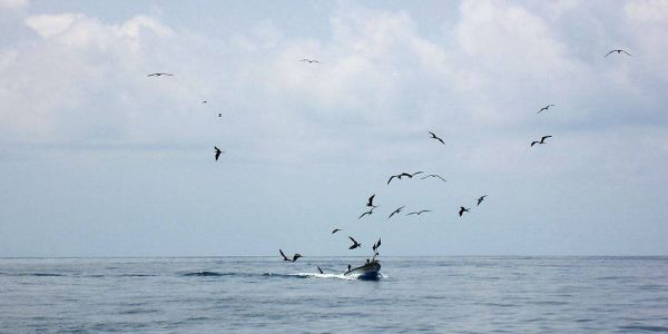 Golfo de Nicoya: Breaking the water's surface