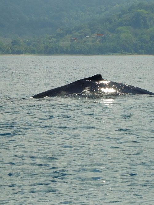 Parque Nacional Marino Ballena