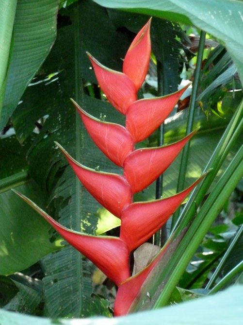 Heliconia Island