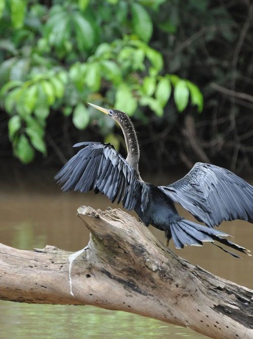 Wildtierschutzzone Caño Negro