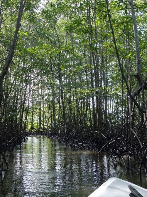 Terraba-Sierpe Wetlands