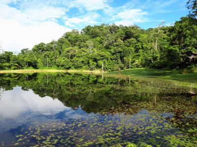 Costa Ricas Grüner Dschungel