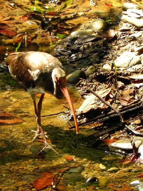 Barú Wildtierschutzzone