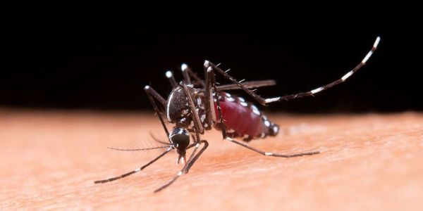 Mosquitos en Costa Rica, ¿me debo preocupar?