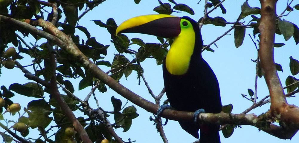 Durch Costa Rica reisen und Tiere beobachten