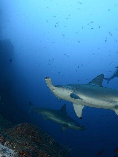 Caño Island Biological Reserve