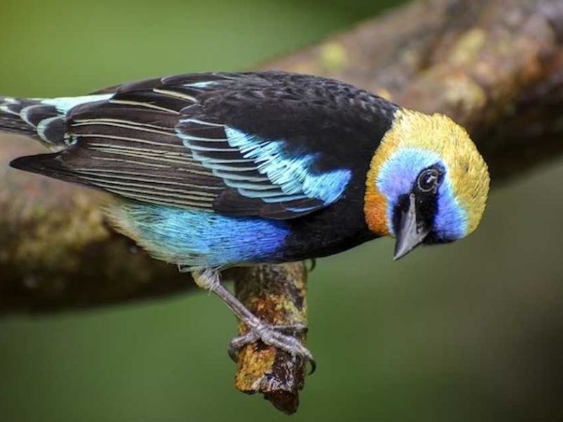 Wanderung zur Vogelbeobachtung