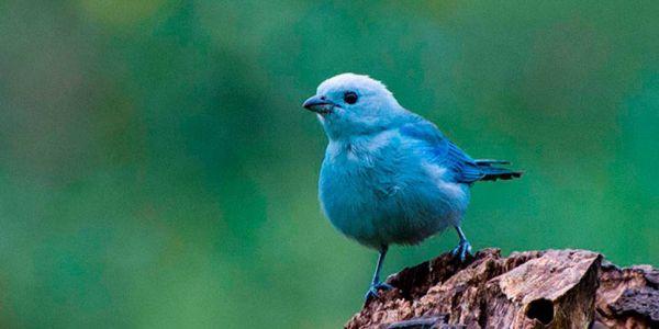 Los mejores 5 lugares de Costa Rica para la observación de aves