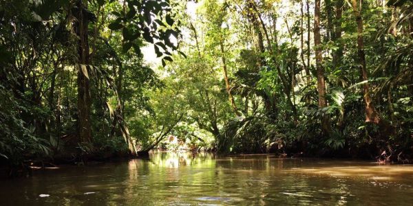 Tortuguero - der Amazonas Costa Ricas