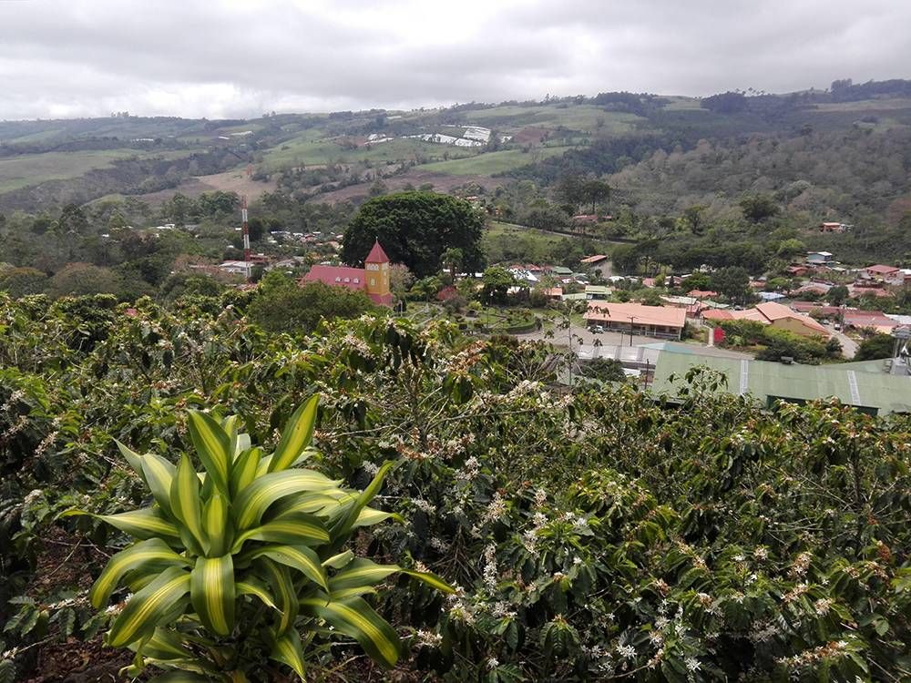 Aquiares, El Pueblo del café de Costa Rica