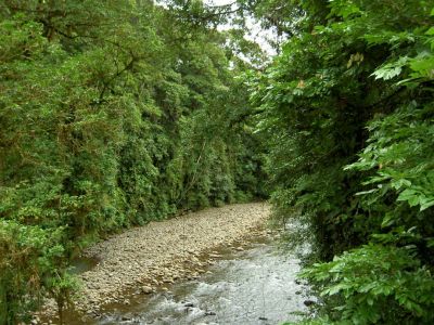 Jungla del Caribe