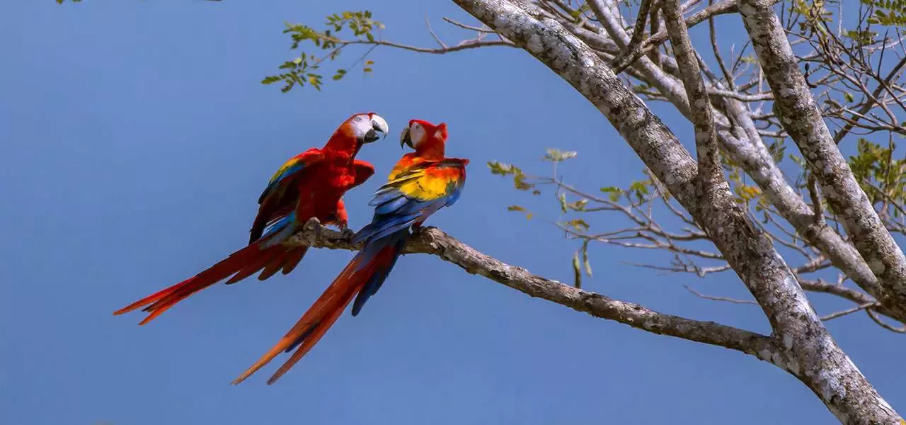 Lapas - Ara Macaw