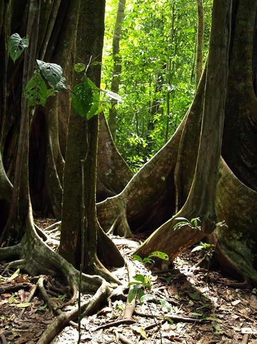 Corcovado National Park