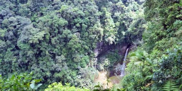 Locos por el bosque- Verrückt nach Wald