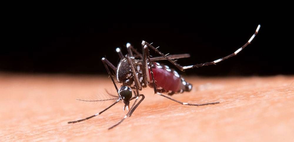Mücken in Costa Rica- ein Grund zur Sorge?