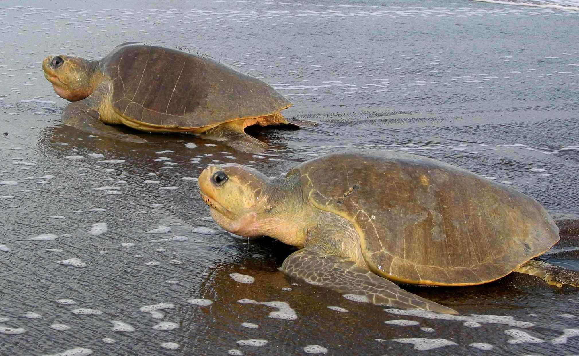 La Impresionante llegada de Tortugas Marinas en Costa Rica