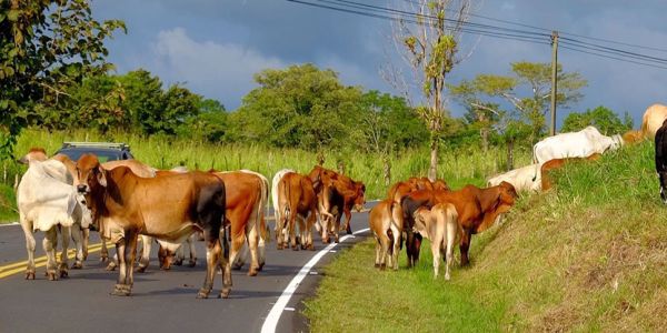 Renting a car and driving in Costa Rica