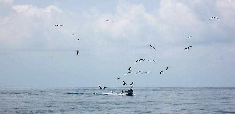 Golfo de Nicoya: Breaking the water's surface