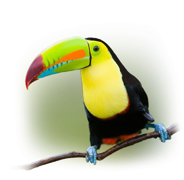 Tucan