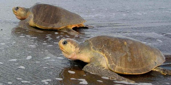 Die beeindruckenden Schildkrötenankünfte in Costa Rica