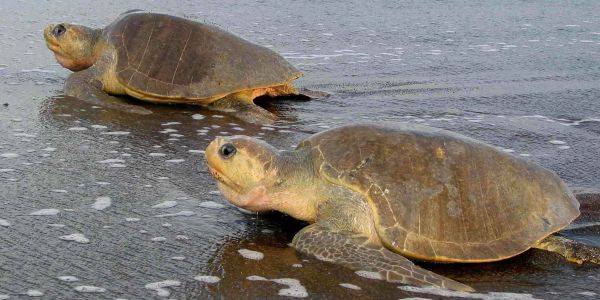 La Impresionante llegada de Tortugas Marinas en Costa Rica