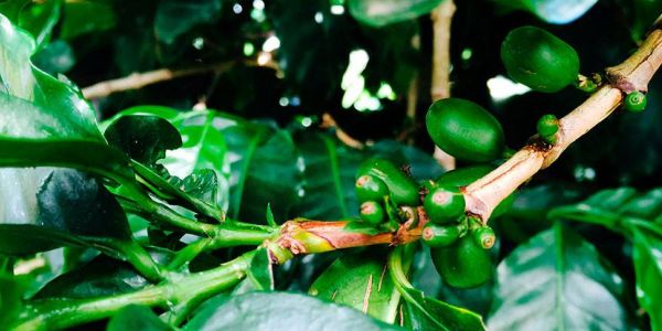 The top 5 coffee tours in Costa Rica