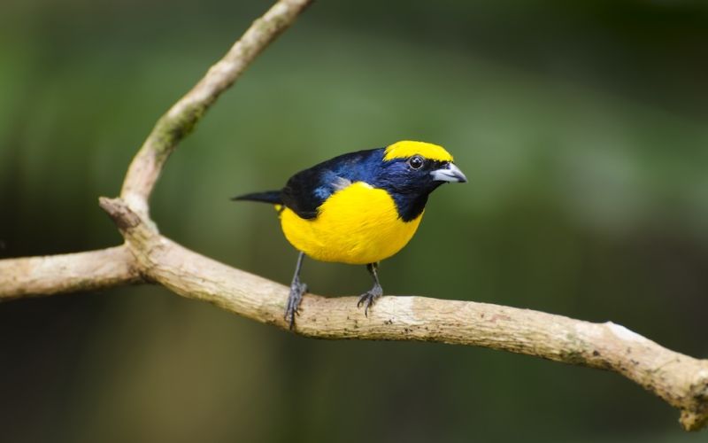 Wanderung zur Vogelbeobachtung