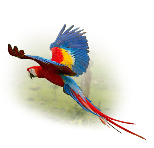 ara macaw