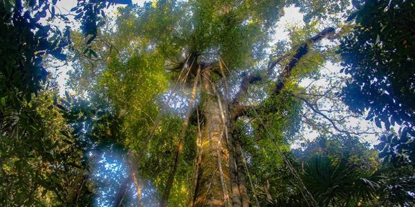 Eine Reise in den tiefsten Dschungel Costa Rica’s – Die Rangerstation La Sirena im Corcovado Nationalpark
