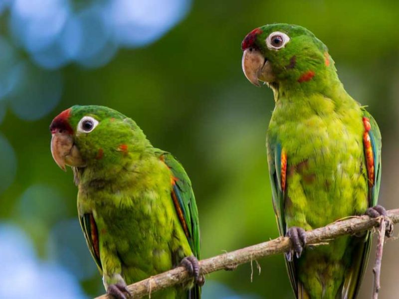 Vogelbeobachtungs- Reise als individuelle Mietwagentour in Standard Hotels
