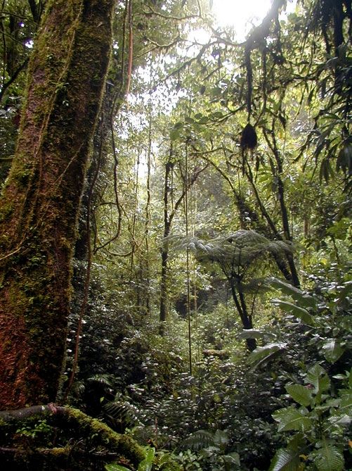 La Cangreja National Park