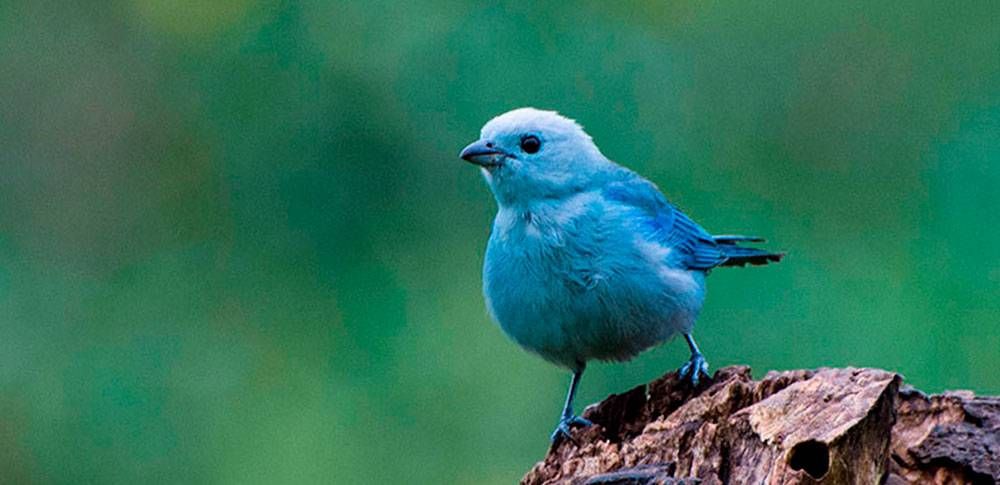 Los mejores 5 lugares de Costa Rica para la observación de aves