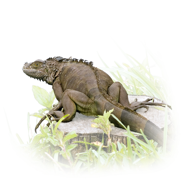 Iguana Verde