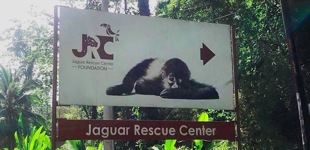 Visiting the Jaguar Rescue Center
