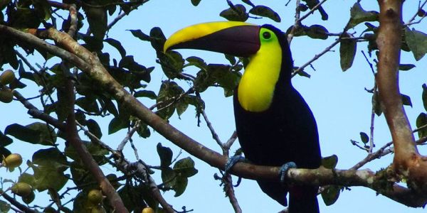 Durch Costa Rica reisen und Tiere beobachten