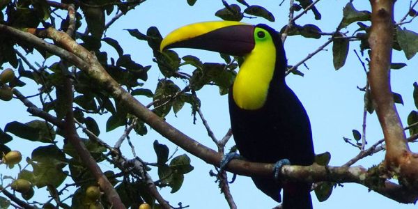 Travelling through Costa Rica and watching animals