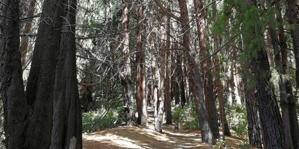 Sector Prusia: Es como un bosque encantado sobre Cartago